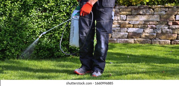 weedicide spray on the weeds in the garden. spraying pesticide with portable sprayer to eradicate garden weeds in the lawn. Pesticide use is hazardous to health. Weed control concept. weed killer. 