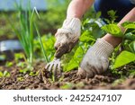 Weeding beds with agricultura plants growing in the garden. Weed control in the garden. Cultivated land close-up. Agricultural work on the plantation.