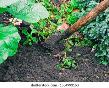 Weeding Evergreen Plants With Hoe In Flower Bed Soil Close Up.