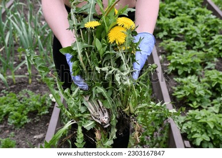 Weeding the garden from weeds. Dandelion removal. Uprooted blooming dandelions in the hands of a woman in purple latex gloves