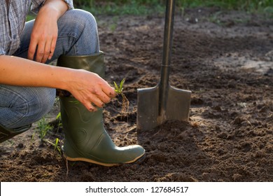 Weeding Of Kitchen Garden In Green Boots, Close-up