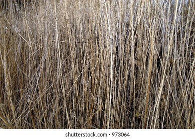 weeds