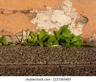 House with weeds Images, Stock Photos & Vectors | Shutterstock