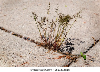 198 Resilient weed Images, Stock Photos & Vectors | Shutterstock