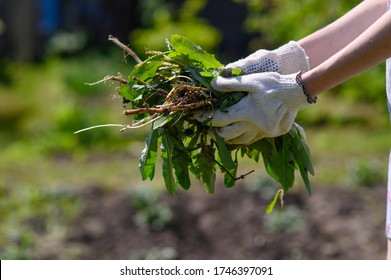 Weeds and grass in the hands of a farmer after working in the garden. - Shutterstock ID 1746397091