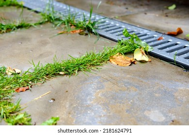 Weeds Grow In The Seam Between The Concrete Slabs Of The Pavement Walkway Next To The Metal Drain.