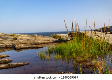 Weeds Grow In A Tide Pool Along The Coast Of Maine 2