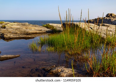 Weeds Grow In A Tide Pool Along The Coast Of Maine