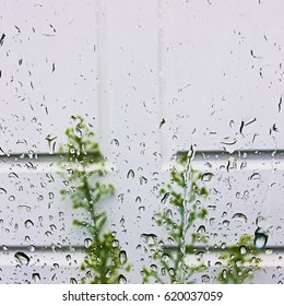 Weeds Growing Against A White Garage Door Through A Rain Spattered Car Window