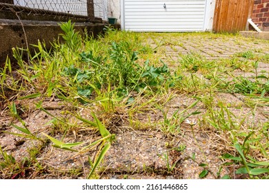 Weeds Growing In Cracks Between Pavers In A Block Paving Driveway.