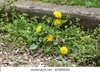 Weeds growing on a courtyard (dandelion and grass) - Shutterstock ID 1073045426