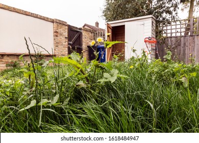 Weeds Growing In Overgrown Lawn