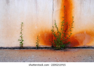 Weeds Growing In Sidewalk Crack With Rusty Wall