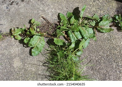 Weeds Growing Through A Crack In A Concrete Walkway