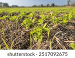 Weeds growing in Young peanuts (groundnut) field , Thailand.