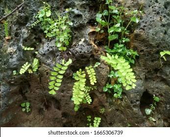 weeds live in mountain rocks. natural concept. natural mountain stone. natural green leaf.