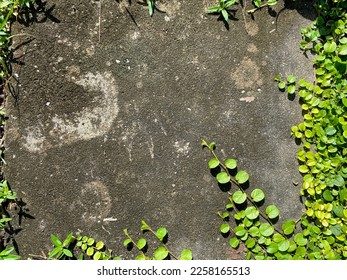 Weeds on cement walkway It is resistant to heat, drought and trampling from travelers. But it can still grow. - Shutterstock ID 2258165513