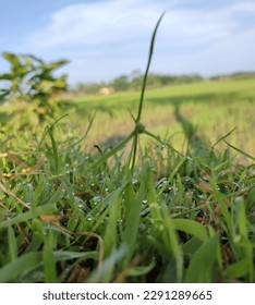 weeds on the edge of the fields
