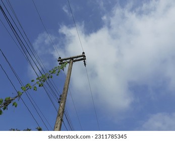 weeds on electric poles on a clear day - Shutterstock ID 2311785345