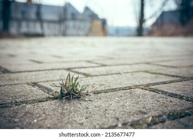 Weeds On A Walkway Between Stone Slabs In The City