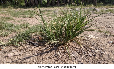 Weeds are a problem that often arises and is very disturbing. This weed is not picky about the place. It can grow in the ground or in small growing media such as pots.