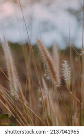 Weeds Running Riot In The Garden, Close-up