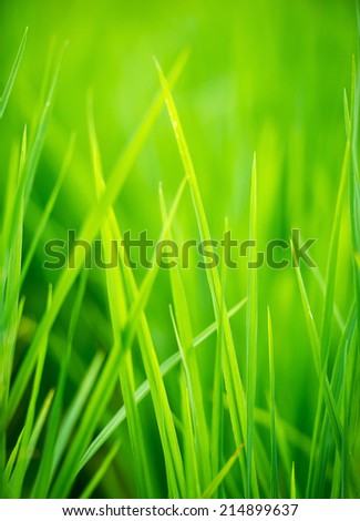 Similar – Image, Stock Photo Close-up of reed on the lake shore