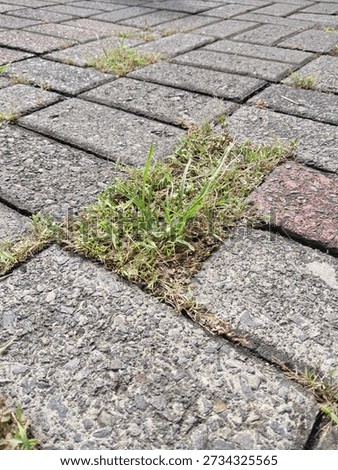 Weeds that grow in rectangular shapes according to the shape of the road paving