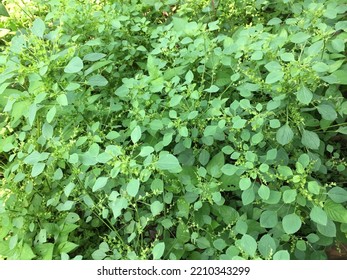 Weeds That Grow In The Yard