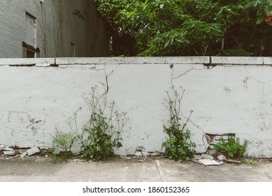 Weeds And Vines Growing Up An Old White Wall