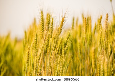 11,541 Wheat weed Images, Stock Photos & Vectors | Shutterstock