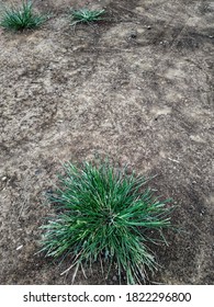 Weeds In The Yard. With A Moist Soil Texture