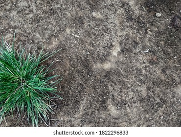 Weeds In The Yard. With A Moist Soil Texture