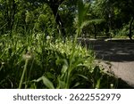 A weedy park called Tabán in Budapest, first district, Hungary. 