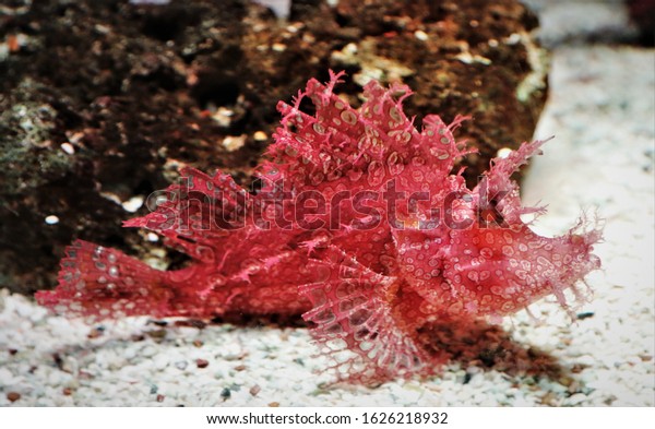 The weedy\
scorpionfish in marine aquarium. Rhinopias frondosa is a benthic\
marine fish which belongs to the family Scorpaenidae, It is\
commands a high price in the aquarium\
trade.