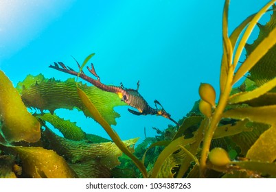 Weedy Sea Dragon