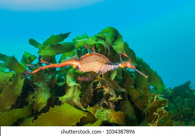 Weedy Sea Dragon