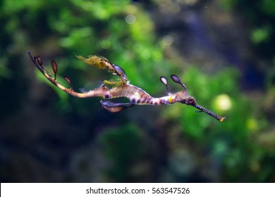 Weedy Sea Dragon.