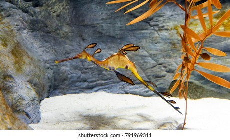 Weedy Sea Dragon