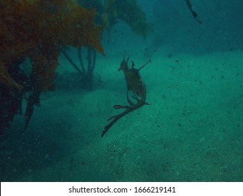 Weedy Sea Dragon Alongside Kelp 