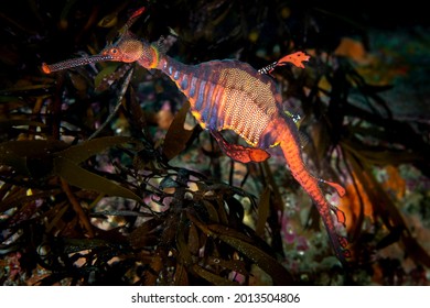 Weedy Sea Dragon Bicheno Tasmania - Shutterstock ID 2013504806