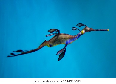 Weedy Sea Dragon In Blue Water.