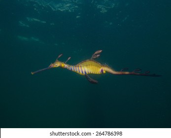 1000 Weedy Sea Dragon Stock Images Photos Vectors Shutterstock