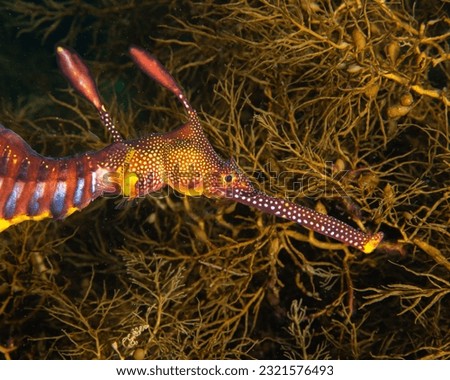 Weedy Sea Dragon Tasmania Australia
