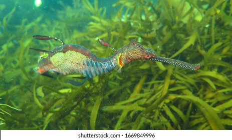 Weedy Sea Dragon From Tasmania, Endemic Fish From Australia