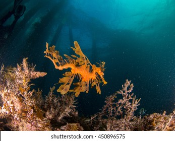 Weedy Sea Dragon Under The Pier