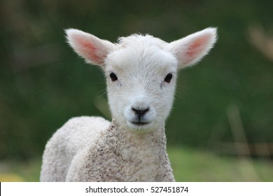 Week old Lamb, New Zealand Countryside - Shutterstock ID 527451874