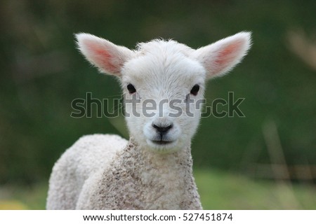 Week old Lamb, New Zealand Countryside