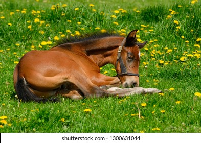 Week old male foal lying down resting in a paddock with grass and dandelions in Spring