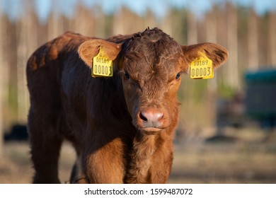 Week Old Red Angus Calf Portrait